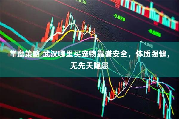 掌盘策略 武汉哪里买宠物靠谱安全，体质强健，无先天隐患